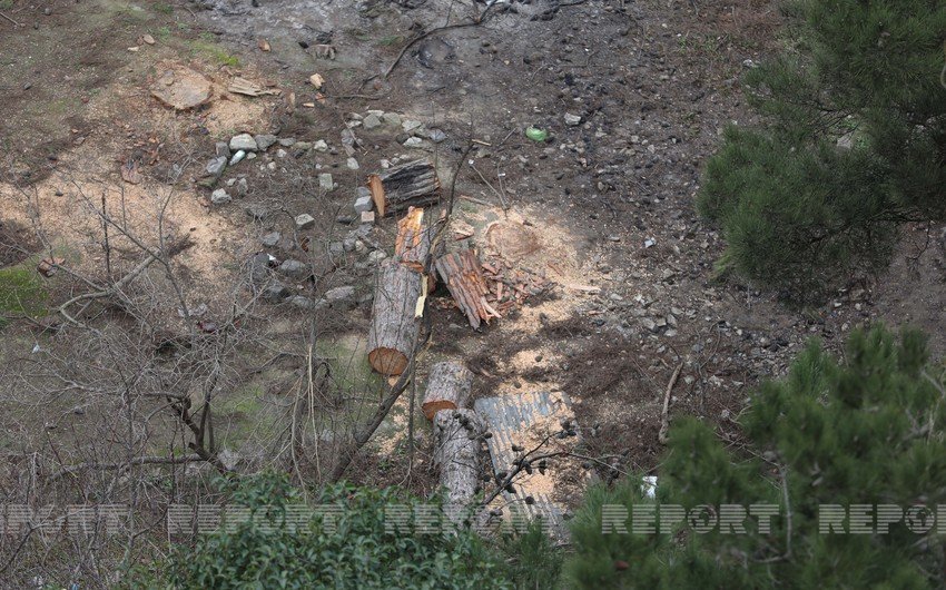 Nizami rayonunda ağaclar məhv edilir –VİDEO