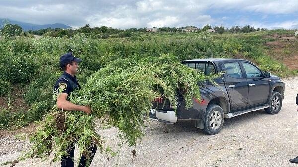 Xocavənddə 1.5 ton çətənə məhv edildi